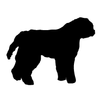 Barbet