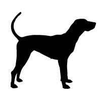 Bloodhound