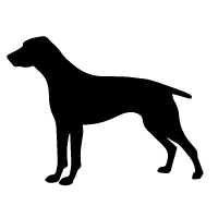 Braque Francais