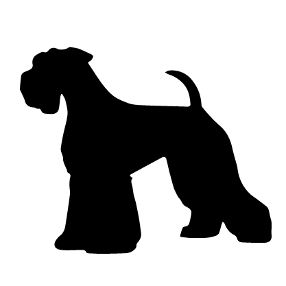 Giant Schnauzer
