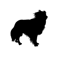 Kooikerhondje