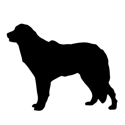Kuvasz