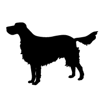 Llewellin Setter