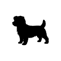 Norfolk Terrier
