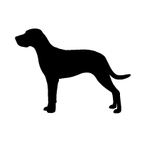 Portuguese Pointer