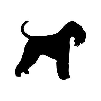 Standard Schnauzer